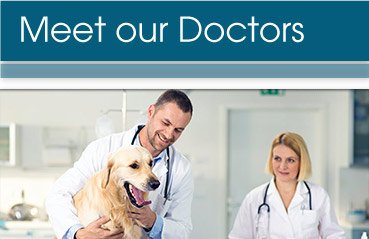 Veterinarians, Animal Hospital in Dublin |Creature Comforts Animal Clinic
