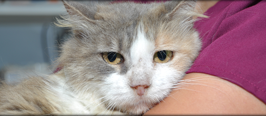 Feline Wellness Care at Creature Comforts Animal Clinic