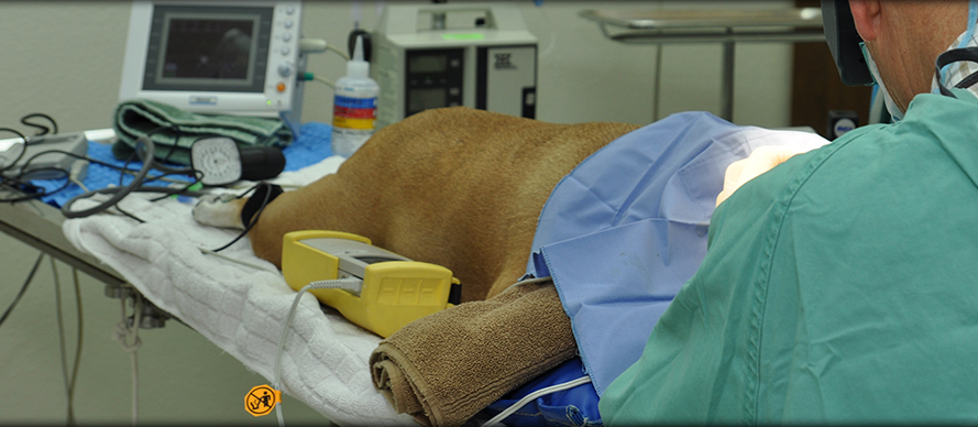 Surgical Procedures at Creature Comforts Animal Clinic